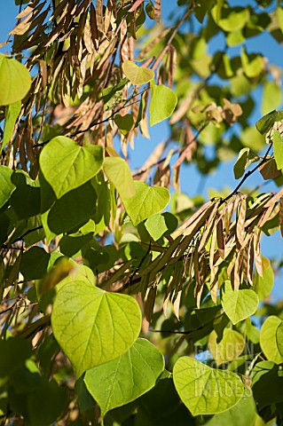 CERCIS_CANADENSIS_SEEDHEADS