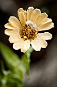ZINNIA ELEGANS WITH A LIGHT COATING OF FROST