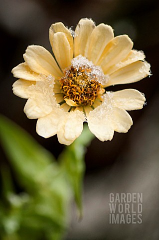 ZINNIA_ELEGANS_WITH_A_LIGHT_COATING_OF_FROST