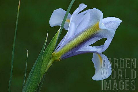 Iris_Spanish_iris_ris_xiphium_Mauve_coloured_flower_growing_outdoor