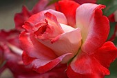 Rose, Hybrid Tea Rose, Rosa x hybrida, Red coloured  flower growing outdoor.