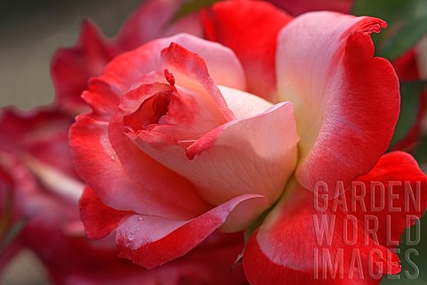 Rose_Hybrid_Tea_Rose_Rosa_x_hybrida_Red_coloured__flower_growing_outdoor