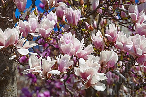 Magnolia_Magnolia_x_soulangeana_Alba_Superba_Pink_blossoms_growing_outdoor_on_tree