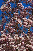 Magnolia, Magnolia x soulangeana Alba Superba, Pink blossoms growing outdoor on tree.