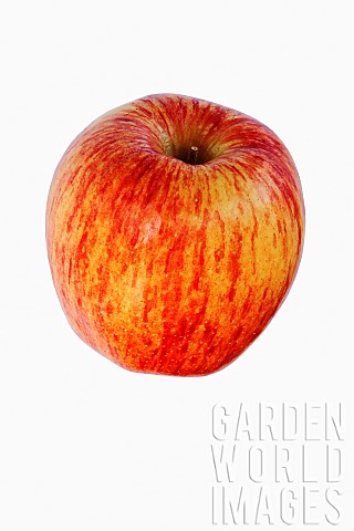 Apple_Cameo_Apple_Malus_domestica_Cameo_Studio_shot_of_red_fruit_against_white_background