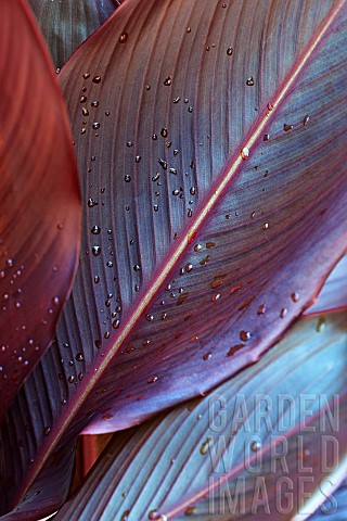 Canna_lily_Indian_shot_Canna_x_generalis_Close_up_showing_pattern_of_leaf_with_water_droplets