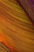Canna lily, Indian shot, Canna x generalis, Close up showing pattern of leaf with water droplets.