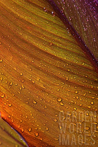 Canna_lily_Indian_shot_Canna_x_generalis_Close_up_showing_pattern_of_leaf_with_water_droplets