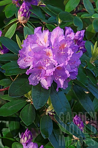Rhododendron_Mountain_rosebay_Rhododendron_catawbiense_Close_up_image_of_purple_flowers_and_buds_gro
