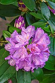 Rhododendron, Mountain rosebay, Rhododendron catawbiense, Close up image of purple flowers and buds growing outdoor.