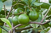 Bergamot, Citrus bergamia, Hybrid of Citrus limetta and Citrus aurantium growing outdoor.