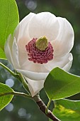 Magnolia, Oyama magnolia,  Magnolia sieboldii Colossus, Single white flower growing outdoor.