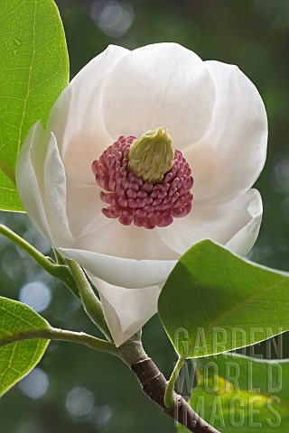 Magnolia_Oyama_magnolia__Magnolia_sieboldii_Colossus_Single_white_flower_growing_outdoor