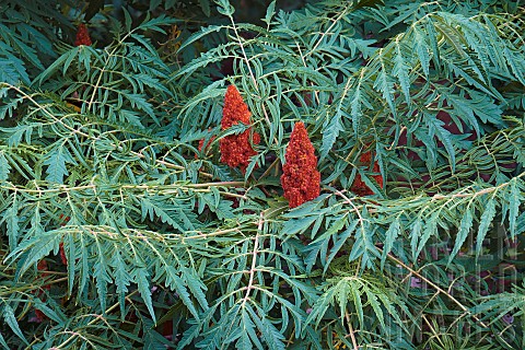 Sumac_Cutleaf_staghorn_sumac_Rhus_tpphina_Plant_with_red_berries_growing_oputdoor