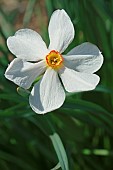 Daffodil, Narciussus Actaea, Close up of single white coloured flower growing outdoor.