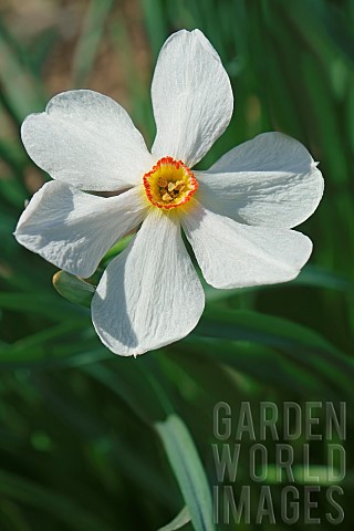 Daffodil_Narciussus_Actaea_Close_up_of_single_white_coloured_flower_growing_outdoor