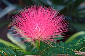 Powder-puff tree, Calliandra cultivar, Close up of pink coloured plant growing outdoor.