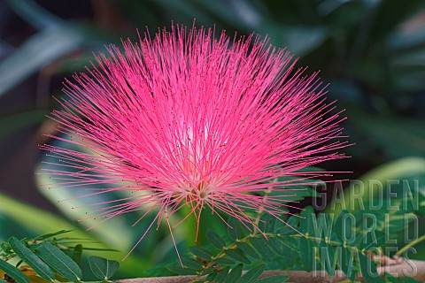 Powderpuff_tree_Calliandra_cultivar_Close_up_of_pink_coloured_plant_growing_outdoor