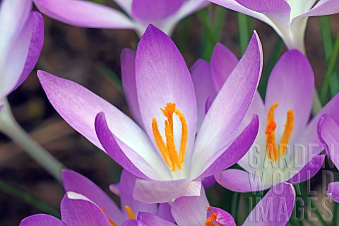 Crocus_Early_crocus_Crocus_tomassinianus_Mass_of_purple_coloured_flowers_growing_outdoor