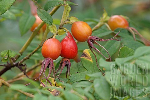 Amur_rose_Rosa_davurica_Red_hips_growing_outdoor_on_the_plant