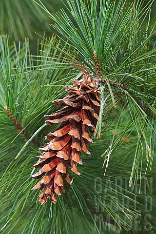 Ayacahuite_pine_Pinus_ayacahuite_Single_brown_coloured_cone_growing_outdoor_on_the_the_tree