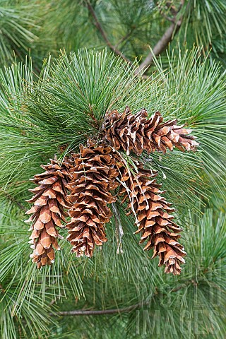 Ayacahuite_pine_Pinus_ayacahuite_Group_of_brown_coloured_cone_growing_outdoor_on_the_the_tree