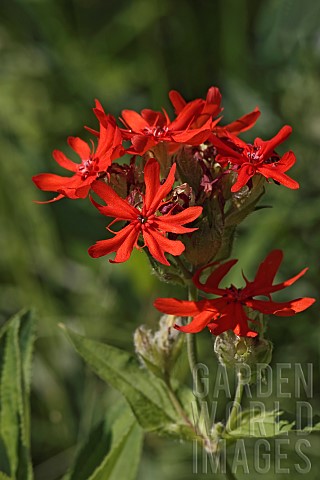 Brilliant_lychnis_Lychnis_fulgens_Red_coloured_flowers_growing_outdoor
