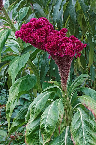 Cocks_comb_Celosia_argentea_Cristata_Group_Deep_red_coloured_flowers_growing_outdoor