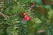 Yew, Taxus baccata, Red berries on spiky tree.