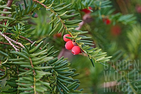Yew_Taxus_baccata_Red_berries_on_spiky_tree