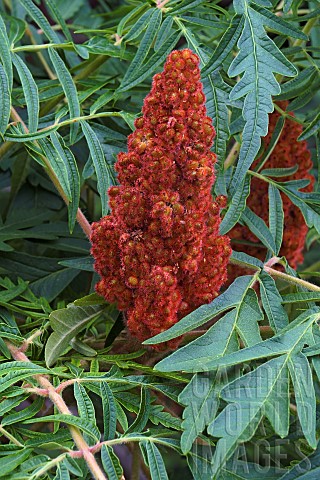 Sumach_Cutleaf_staghorn_sumac_Rhus_typhina_Dissecta_Red_coloured_plant_growing_outdoor