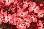 Dogwood, Flowering Dogwood, Cornus florida, Mass of small pink coloured flowers growing outdoor.