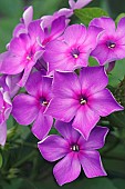 Phlox, Phlox paniculata, Purple coloured flowers growing outdoor.