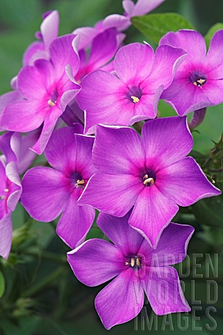 Phlox_Phlox_paniculata_Purple_coloured_flowers_growing_outdoor