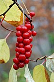 Magnolia-vine, Schisandra chinensis, Red berries growing outdoor on the plant.