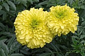 Marigold, Tagetes erecta, Two yellow coloured flowers growing outdoor.