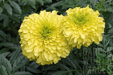 Marigold_Tagetes_erecta_Two_yellow_coloured_flowers_growing_outdoor