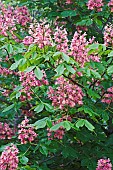 Red horse-chestnut, Aesculus x carnea, Pink coloured flowers growing outdoor.