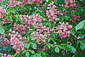 Red horse-chestnut, Aesculus x carnea, Pink coloured flowers growing outdoor.---