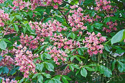 Red_horsechestnut_Aesculus_x_carnea_Pink_coloured_flowers_growing_outdoor