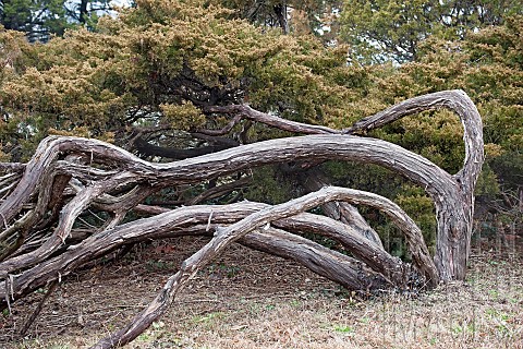 Savin_juniper_Juniperus_sabina_Bent_over_branches_of_the_tree_growing_outdoor