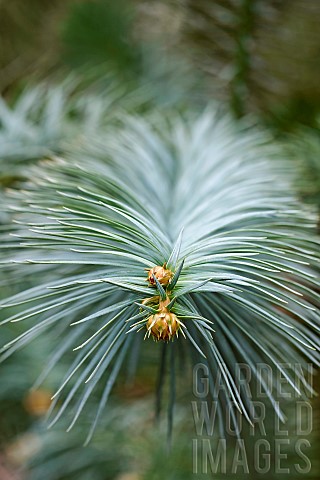 China_Fir_Blueneedled_china_fir_Cunninghamia_lanceolata_Glauca_Detail_of_the_spiky_plant_growing_out