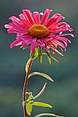 Aster, China aster, Callistephus chinensis, Single red coloured flower gropwing outdoor.