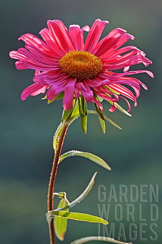 Aster_China_aster_Callistephus_chinensis_Single_red_coloured_flower_gropwing_outdoor