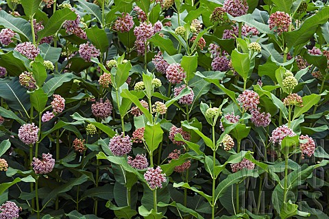 Common_milkweed_Asclepias_syriaca_Detail_of_bush_with_pink_coloured_flowers_growing_outdoor