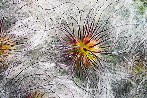 Korean_clematis_Clematis_serratifolia_Close_up_of_plant_showing_fluffy_textured_seedheads