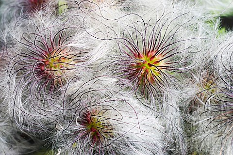 Korean_clematis_Clematis_serratifolia_Close_up_of_plant_showing_fluffy_textured_seedheads