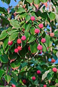Dogwood, Flowering dogwood, Kousa Dogwood, Cornus kousa, Detail of plant with red coloured fruit growing outdoor.