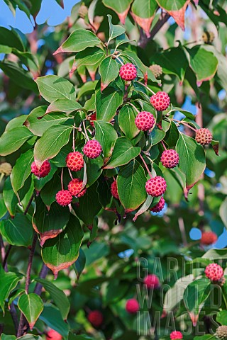 Dogwood_Flowering_dogwood_Kousa_Dogwood_Cornus_kousa_Detail_of_plant_with_red_coloured_fruit_growing