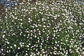 Viburnum, Mohawk viburnum, Viburnum x Burkwoodii Mohawk, Mass of tiny white flowers growing outdoor.